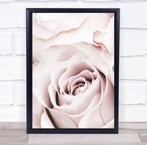 Pink Rose No 05 Roses Flower Studio Wall Art Print