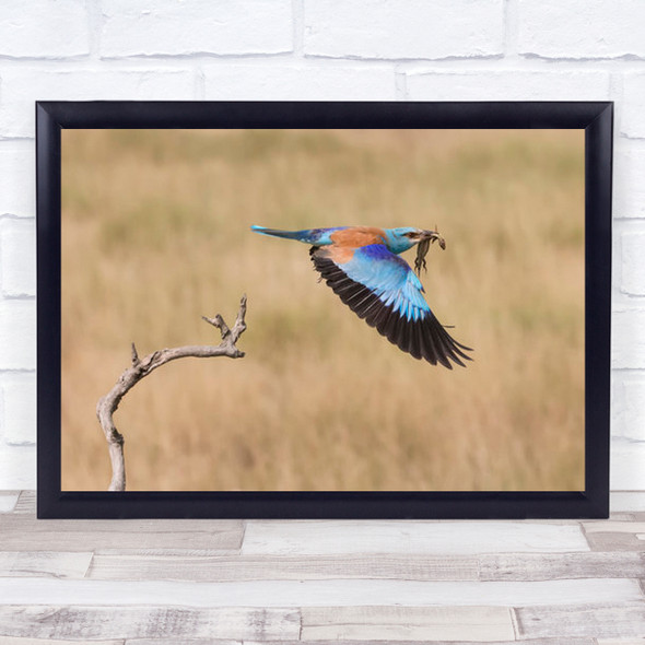 The Roller Bird Take Off With Food Wall Art Print