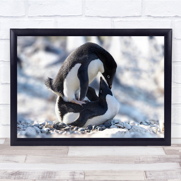 Two Adelie Gourdin Island Penguin Wall Art Print