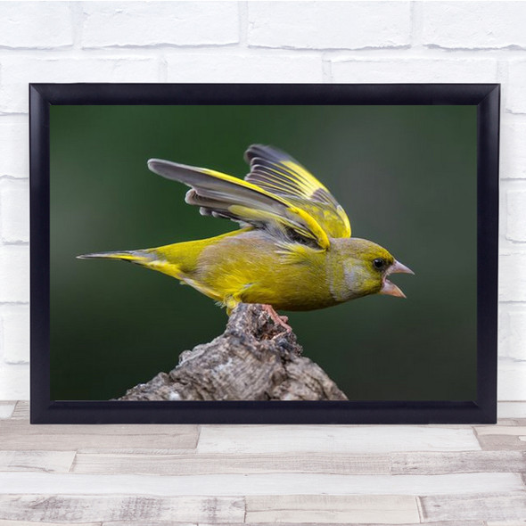 Yellow Bird Loud Chirping On Rock Wall Art Print