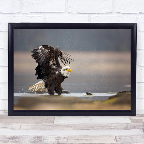 Bald Eagle Perched Flapped Wings Wall Art Print