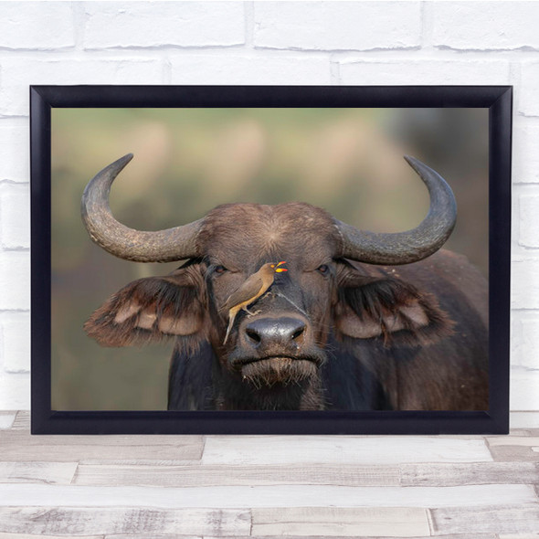 Cosmetics Buffalo With Tiny Bird Wall Art Print