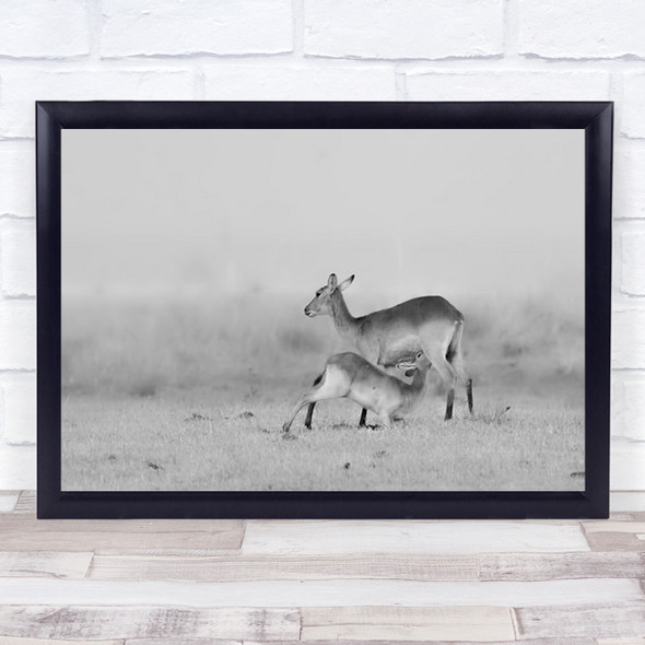 Feeding Young Deer Fed By Mother Wall Art Print