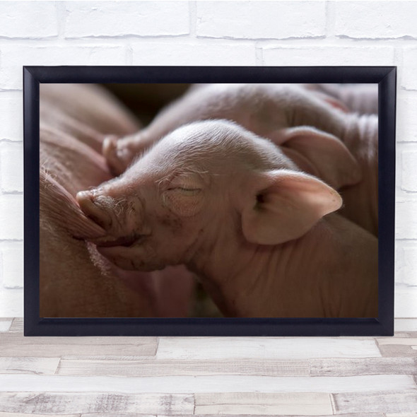 Lunch Piglet Feeding From Mother Wall Art Print