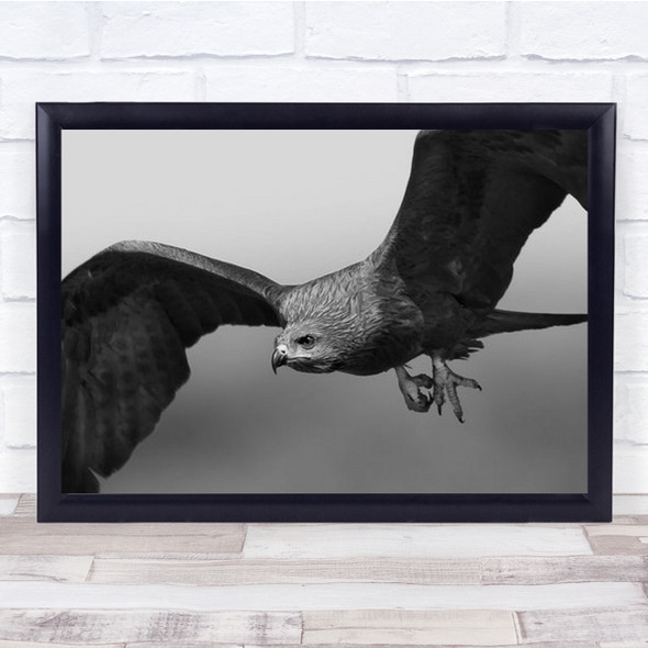 Milvus Migrans Black-Eared Kite Wall Art Print