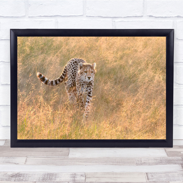 Cheetah Bathing In The Sunrise Wall Art Print