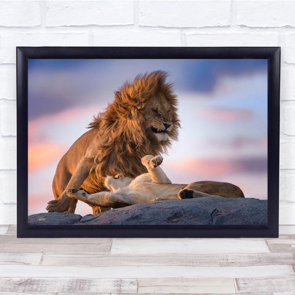 Wild Love Lion Sunset Lioness Wall Art Print