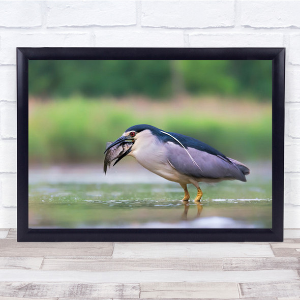 Swallowing Bird Eating Fish Wall Art Print