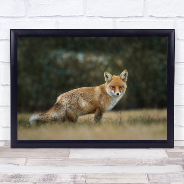 Red Fox Alone With Nature Wall Art Print