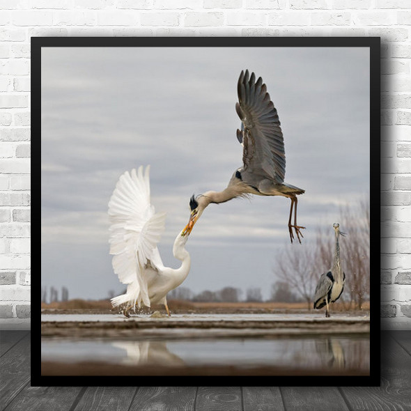 Animals Wildlife Wild Heron Fish Feeding Flying Wings Beak Birds Square Wall Art Print