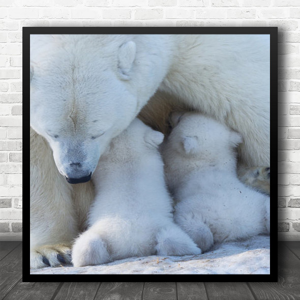 Animal Animals Arctic Baby Bear Cub Big Carnivore Children Cold Square Wall Art Print