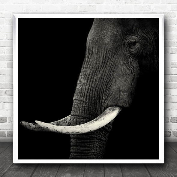 No Background Dark Low-Key Tusk Tusks Elephants Elephant Animal Square Wall Art Print