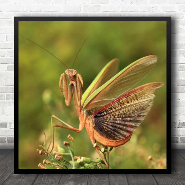 Macro Mantis Flower Nature Insect Butterfly Bug Ant Wings Green Square Wall Art Print