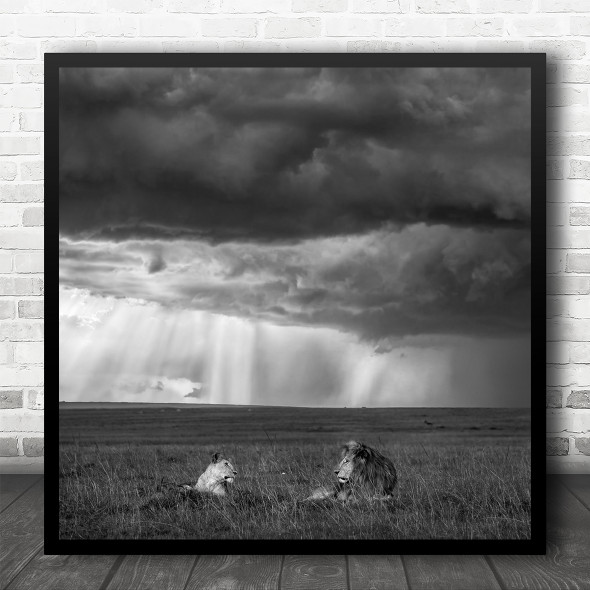 Africa Kenya Lions Valentine Love Romance Romantic Couple Pair Square Wall Art Print