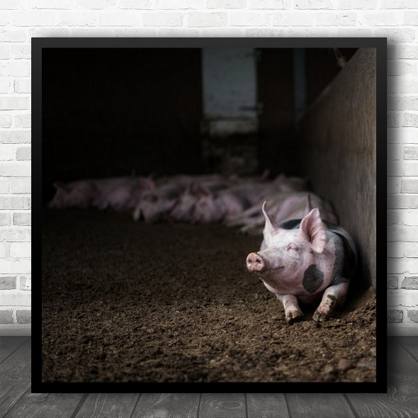 Animals Wildlife Wild Nature Pig Pigs Dark Light Sleeping Nose Square Wall Art Print