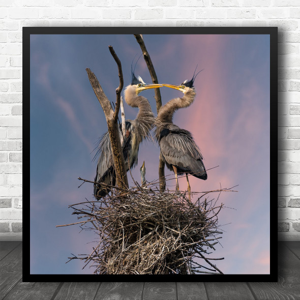 Heron Sunrise Kiss Nesting Baby Love Nest Wildlife Wild Nature Square Wall Art Print