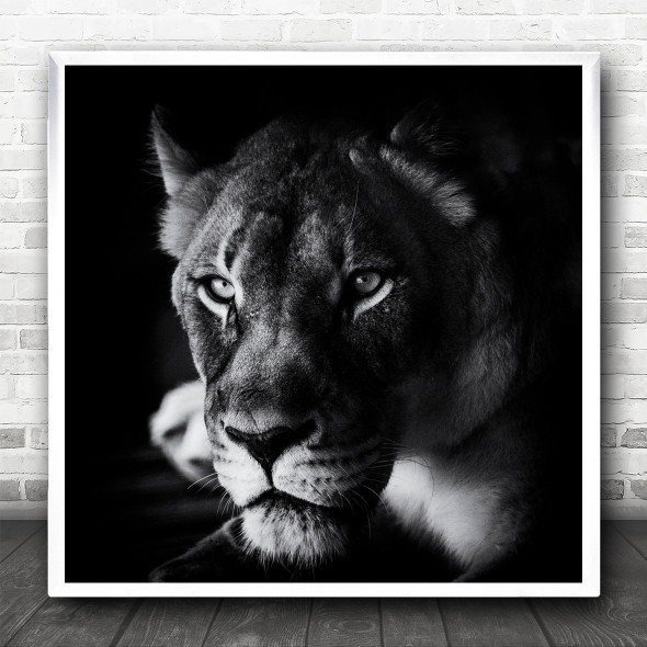 Animal Animals Lion Lions Lioness Feline Face Dark Low-Key The Square Wall Art Print