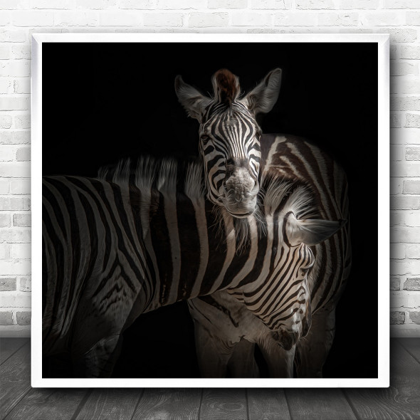 Zebra Zebras Animal Animals Stripes Dark Low-Key No Background Square Wall Art Print