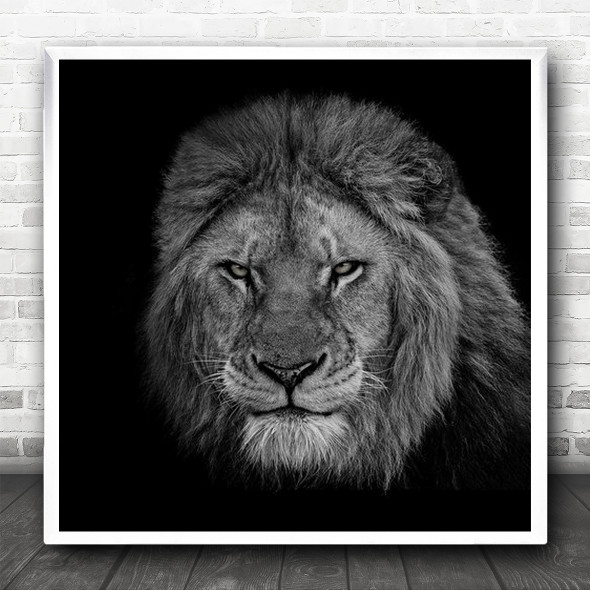 Black Background Dark Lion Lions Mane Face Animal Animals King Square Wall Art Print