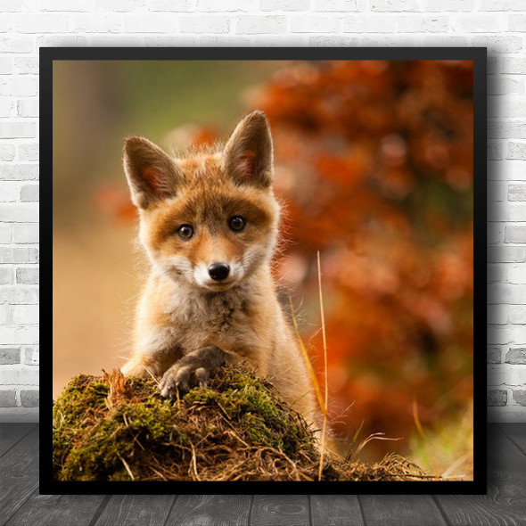 Baby Fox Cute Bokeh Autumn Fall Animal Animals Red Young Eyes Square Wall Art Print