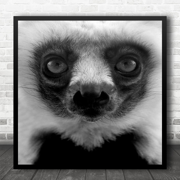 Animal Monkey Primate Lemur Fun Funny Face Humour Humour Eyes Square Wall Art Print