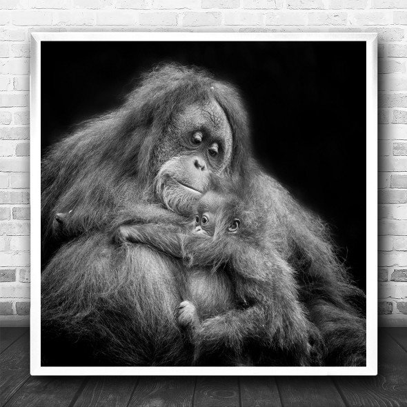 Animal Animals Monkey Monkeys Ape Apes Gorilla Gorillas Young Square Wall Art Print