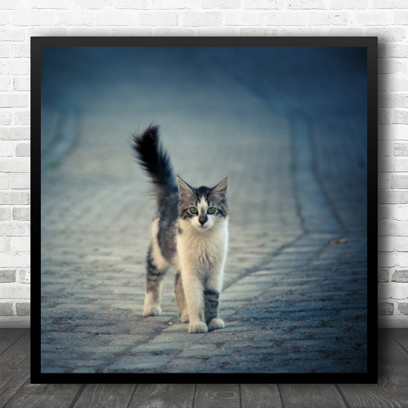 Cat Thasos Pet Cute Animal Animals Street Greece Kitten Kitty Square Wall Art Print