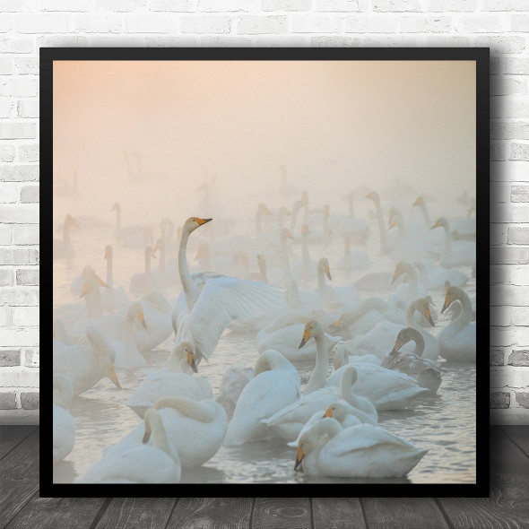 Swans Mist Sun Swan Birds Fog Haze Nature Wildlife Wild Flock Square Wall Art Print
