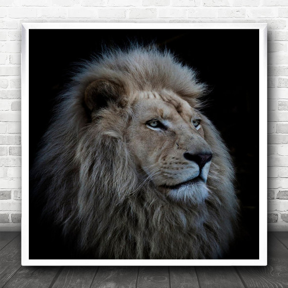 Lion Zoo Africa Timbavati Animal King Mane Pride Proud White Square Wall Art Print