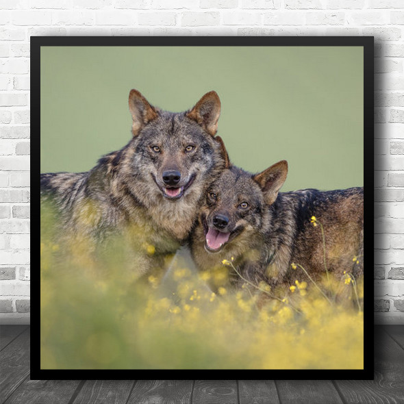 Wolves Animal Spain Spring Flowers Wolf Iberian Smile Tongue Square Wall Art Print