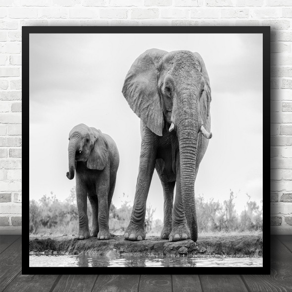 Elephant Baby Cute Wildlife Africa Safari Elephants High-Key Square Wall Art Print