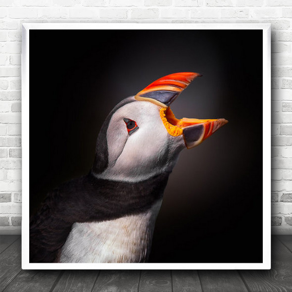 Puffin Bird Beak Animal Animals Birds Cry Shout Scream Farne Square Wall Art Print
