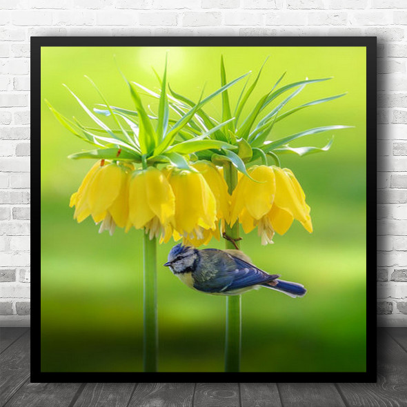 Bird Nature Wildlife Bluetit Yellow Blue Light Summer Flower Square Wall Art Print