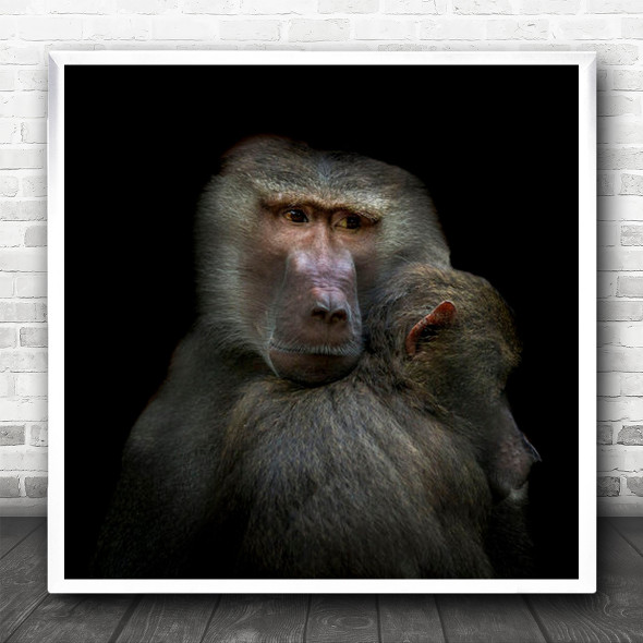 Animal Animals Ape Apes Monkey Monkeys Hug Embrace Love Cute Square Wall Art Print