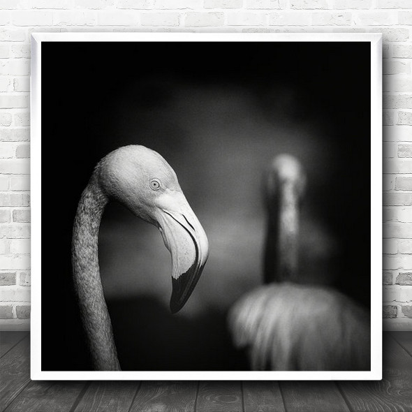 Flamingo Flamingos Bird Birds Bokeh Animal Animals Beak Neck Square Wall Art Print