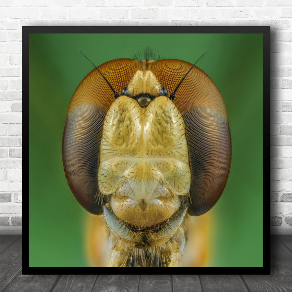 Macro Insect Insects Wildlife Dragonfly Dragonflies Close-Up Square Wall Art Print