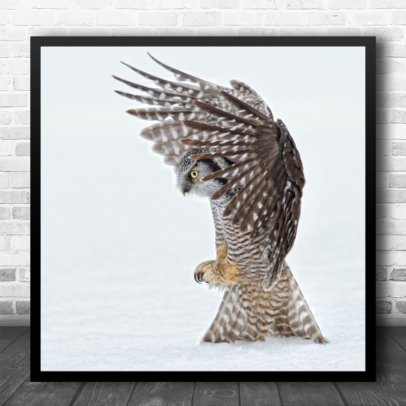Wildlife Northern Hawk Owl Field Mouse Catching Caught Birds Square Wall Art Print