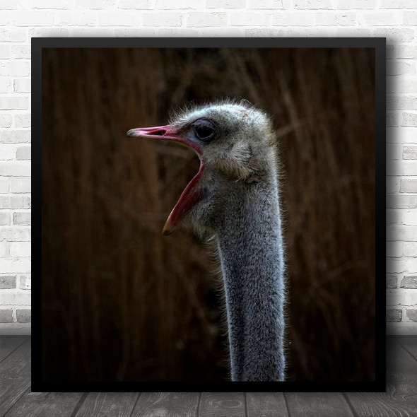 Animals Wild Life Nature Bird Singing Ostrich Beak Hay Lead Square Wall Art Print