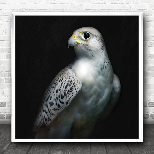 Gyrfalcon Gyr Falcon Bird Birds Animal Animals Of Prey Dark Square Wall Art Print