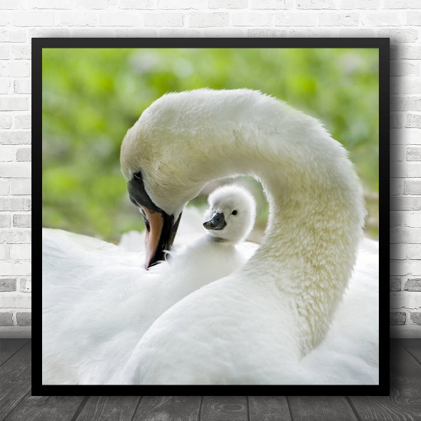 Swan Swans Duckling Baby Cute Mother Love Tender Tenderness Square Wall Art Print
