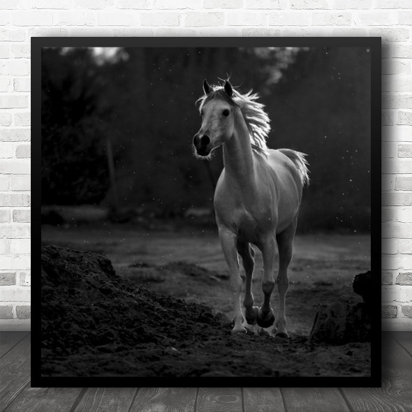 Horse Animal Gallop Run Running Mane Backlight Backlighting Square Wall Art Print