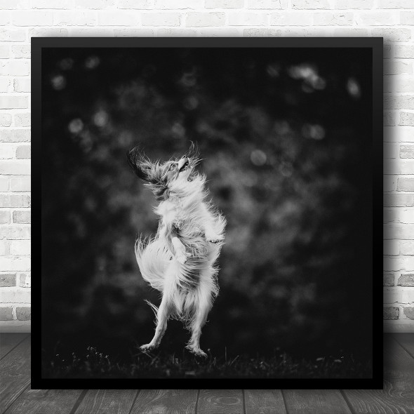 Dog Jump Fly Crazy Dark Low-Key Leap Gravity Flight Animal Square Wall Art Print