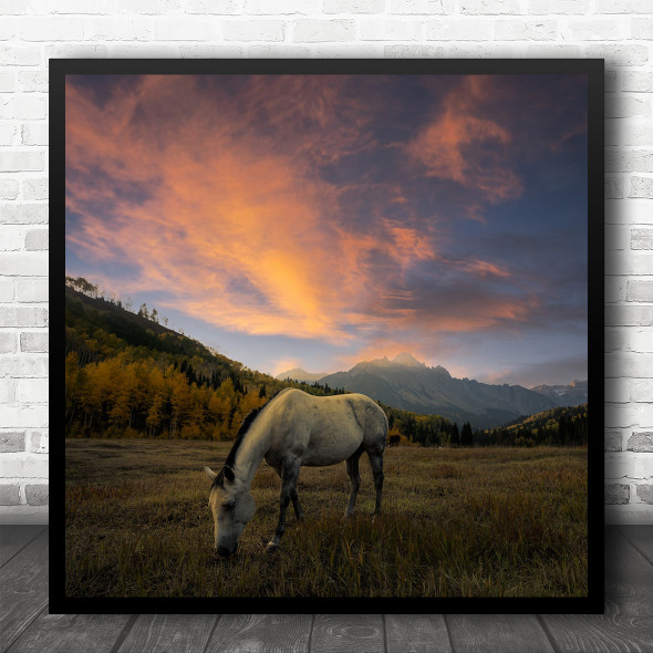 Colorado Horse Aspen Fall Autumn Sunrise USA United States Square Wall Art Print