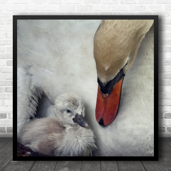 Swan Cygnet Care Young Nesting Spring Bruges Belgium Cute Square Wall Art Print