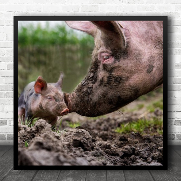 Get Into The Mud, And Yourself Dirty Mother And Baby Pig Square Wall Art Print