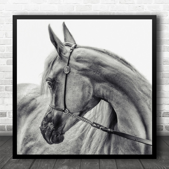 Horse Arabian Animal Portrait Black White Bruges The Square Wall Art Print