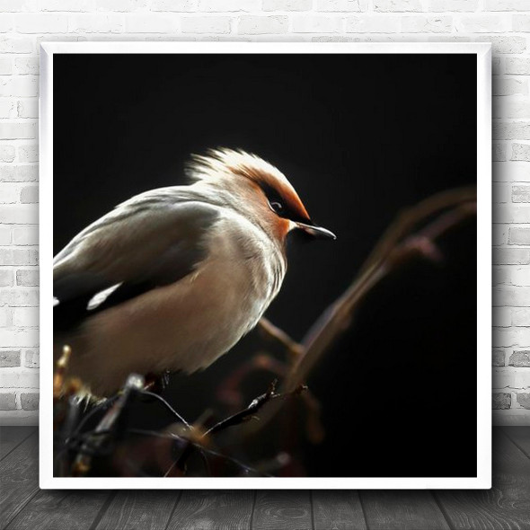 Dark Low-Key Animals Bird Birds Animal Silk Tail Square Wall Art Print