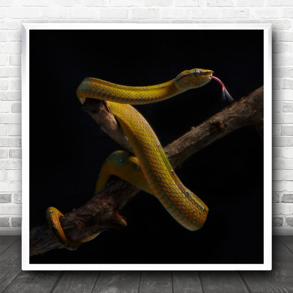 Venomous Dark Yellow Snake Wrapped Around Branch Square Wall Art Print