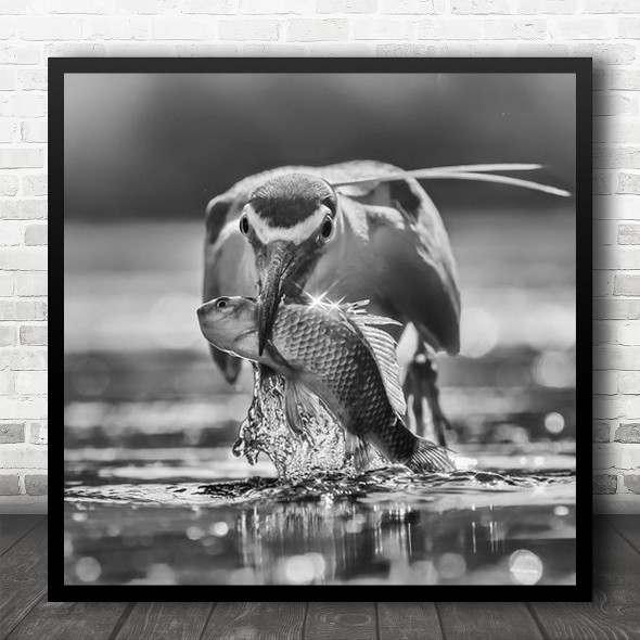 Bird Of Prey Caught Fish Water Black And White Square Wall Art Print