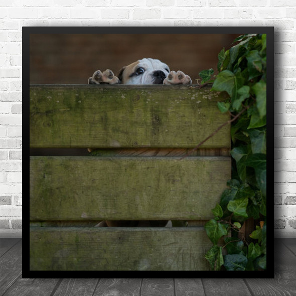 Cute Puppy Glance Over Fence Paws Ivy Square Wall Art Print